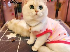 -小呆的宠物店·宠物售卖·宠物寄养(城西店)