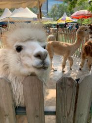 -萌宠亲子动物乐园(槐房万达店)