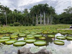 -西双版纳原始森林公园