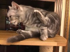 -more than meow吴止猫主题餐厅(承德 中船汇店)