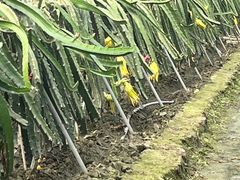 -洪湖家庭农场·团建·露营·会议