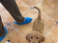-Let's go狗咖·猫咖·奶狗·桌游(春熙路IFS店)