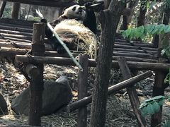 -熊猫厨房