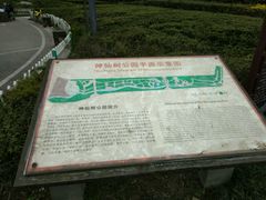 -神仙树公园