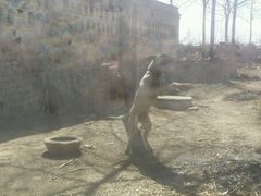 -辛玛王国游乐园