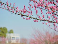 -花开海上生态园