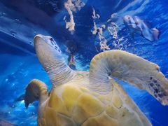 -太平洋海底世界