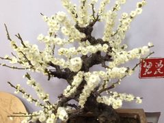 -鼎盛王朝康熙大典实景演出