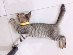 -阿一猪红汤(总店)