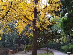 -成都市活水公园