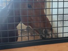 -北京群众马术培训基地