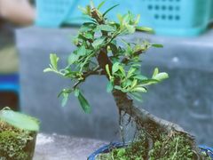 -万商花鸟市场