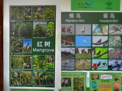 -华侨城湿地公园