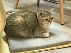 -柴迷FANS CLUB·柴犬狗咖·猫咖