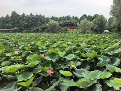 -渌洋湖湿地公园