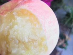 -南汇新场正宗水蜜桃采摘