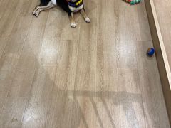 -南京Hallo宠物乐园·哈罗犬舍·柴犬繁育基地