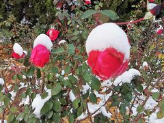 -大兴滨河森林公园