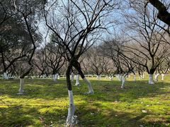 -杭州植物园