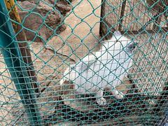 -宫城藏王狐狸村