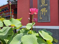 -天津市峰山药王古寺