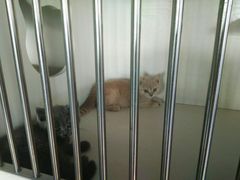 -东方名猫馆·英短金渐层布偶猫舍(环线广场1号楼店)