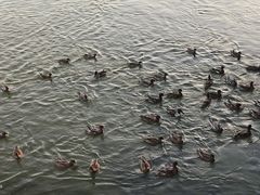 -深圳湾公园(南山区)