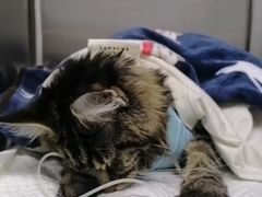 -纳吉亚猫专科动物医院·北北分院