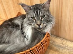 -瞄一喵猫咖(格力海岸店)