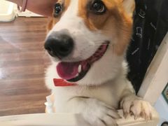 -柯斗斗主题餐厅·狗咖·围炉煮茶·茶饮(国瑞升平里店)