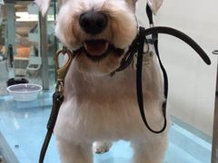 -momokira米努特·德文卷毛猫·棉花面纱犬