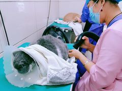 -北京观赏动物医院·24小时大型综合·猫专科·异宠专科