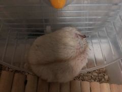 -钓仓鼠(洋桥北里小区店)