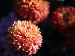 -杭州植物园