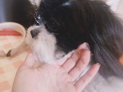 -佳雯宠物医院·皮肤科·内外科(春晓路分院)