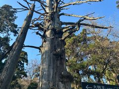 -天目山大树王景区