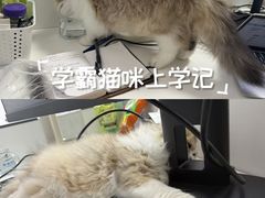 -半岛宠物医院24小时(白果林店)