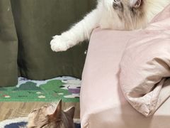 -小猫来了·猫咪专售(红山六九七九店)