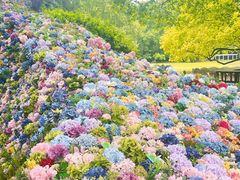 -上海共青森林公园