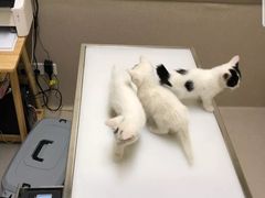 -爱妮康宠物医院·干细胞免疫细胞·肿瘤·心脏(张江店)