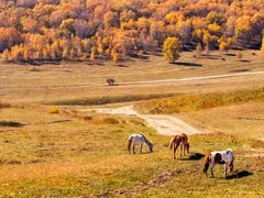 -塞罕坝国家级自然保护区