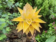 -东莞植物园