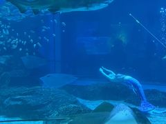-海合安成都极地海洋公园