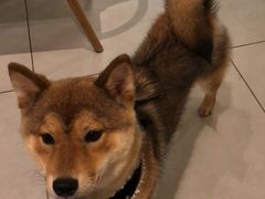 -柴务处·柴犬主题狗咖