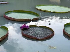-槟城植物园