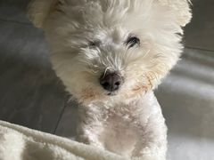 -PETKIT小佩宠物(昭化店)