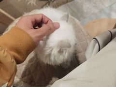 -楼上猫咖(罗湖店)