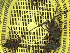 -浪琴湾尾角仔海鲜坊