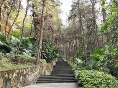 -铁山坪森林公园