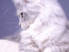 -十年猫舍·猫咪专门店(普陀店)